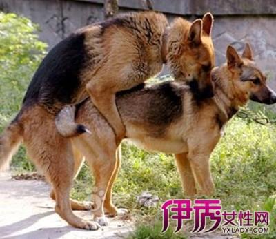 狼犬繁殖方法？（养狗场繁殖）