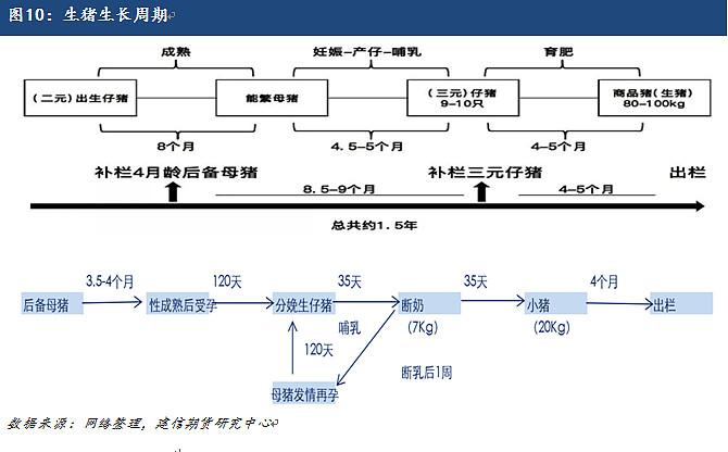 猪的生长阶段划分？（生猪育肥过程）