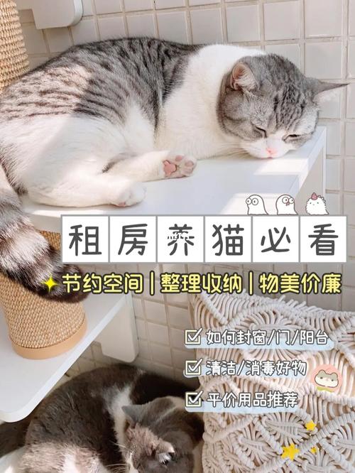 关于上班党养宠物猫的几个问题:正常的朝九晚六上班党租房住可以养猫吗?异地过年宠物猫怎么处理？（养猫有问题）