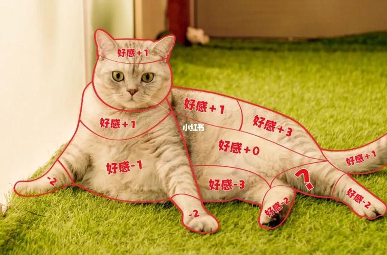 撸猫和养猫的区别？（撸猫养猫）