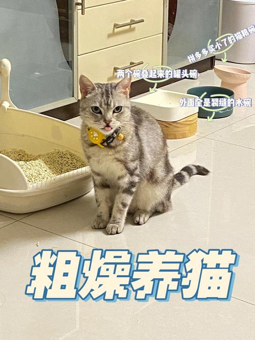 一周只在家3天可以养猫吗？（自动养猫3）