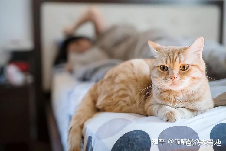 孩子非要养猫我不同意怎么办？（养猫繁琐吗）