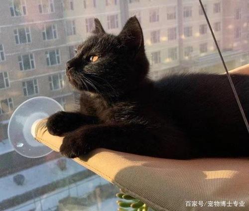 为什么家里不可以养纯黑猫？（金刚网养猫）