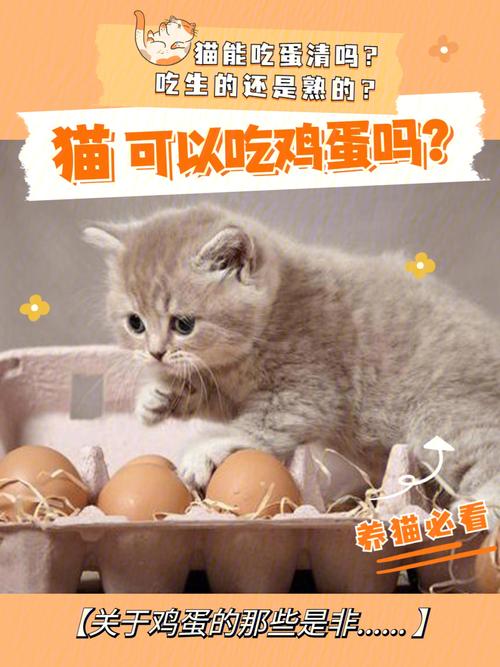 猫可以吃鸡蛋吗？（养猫吃鸡蛋）