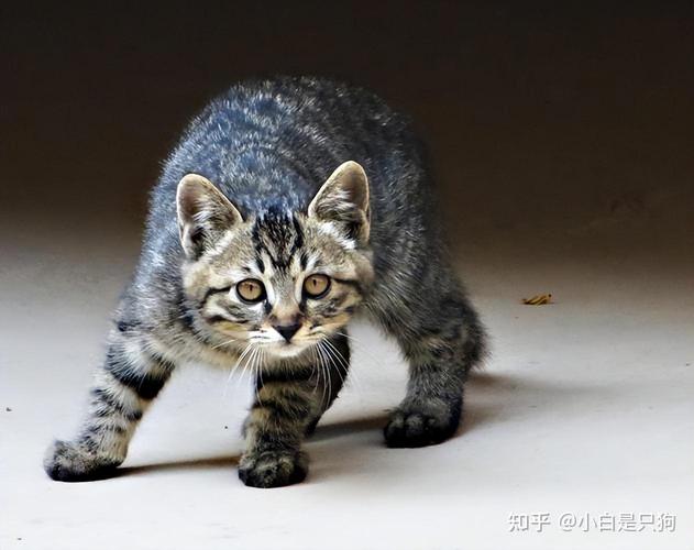 什么工作适合养猫？（养猫招野猫）