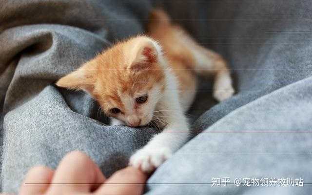 为什么父母养猫的态度会转变？（父母要养猫）