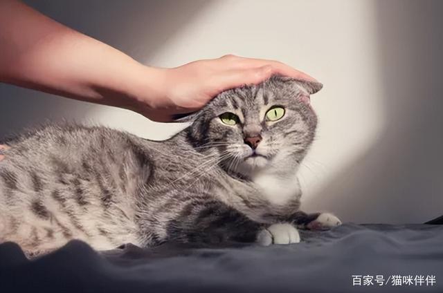 为何有人特别爱猫 有人特别讨厌猫，？（养猫最讨厌）