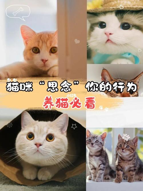 猫咪段子？（养猫的猫腻）