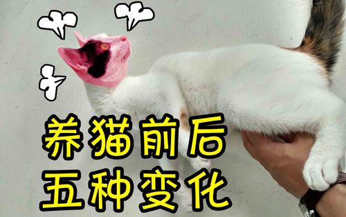 长期养猫的5大变化？（养猫养成主人）