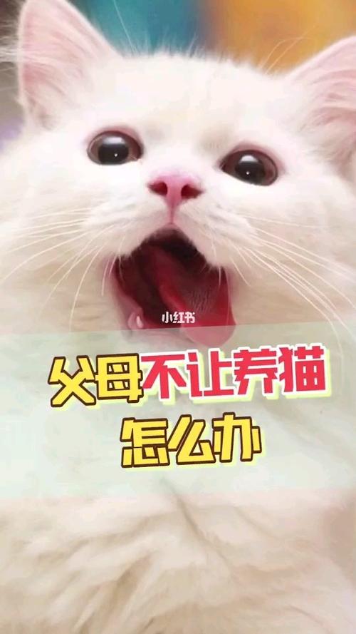 父母反对养猫怎么办？（父母不养猫）