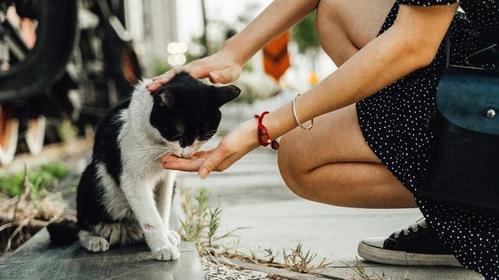 各个国家如何教育孩子远离流浪猫狗？（培养猫狗）