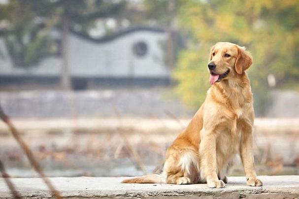 保定允许养金毛犬吗？（保定养狗事件）