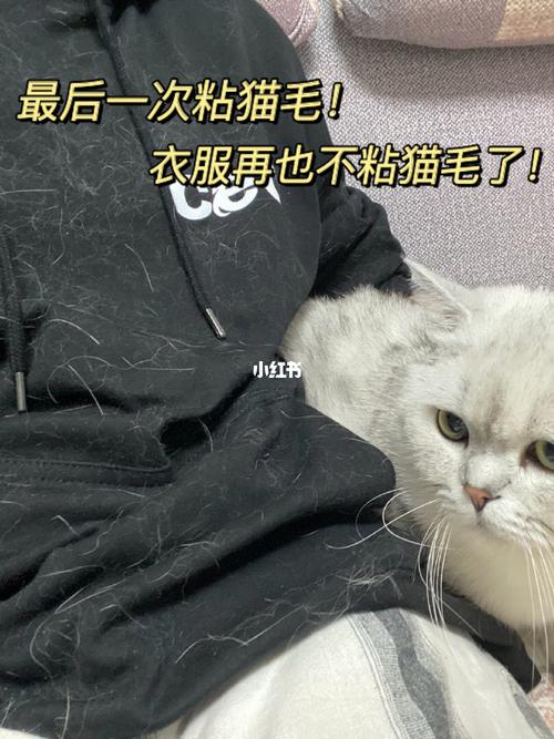 怎么织宠物猫的衣服？（养猫穿裙子）