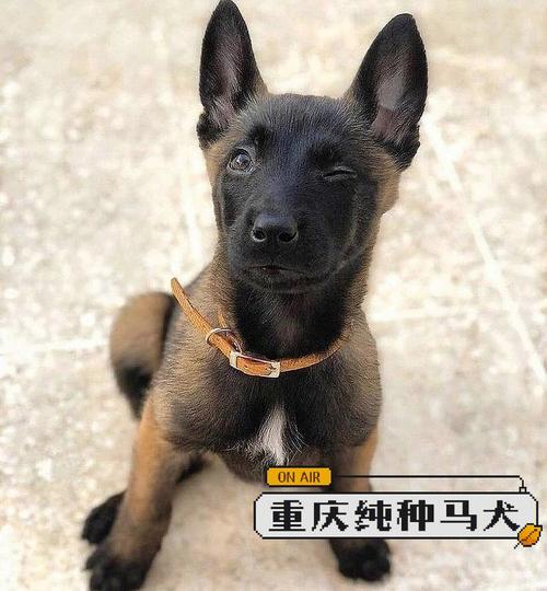 重庆名犬？（重庆养的狗）