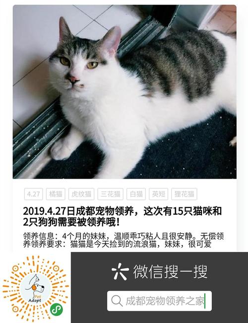 直播间宠物怎么修改名字？（直播领养猫）