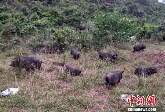 广西桂林农村适合种植或养殖什么啊？（桂林生猪养殖）