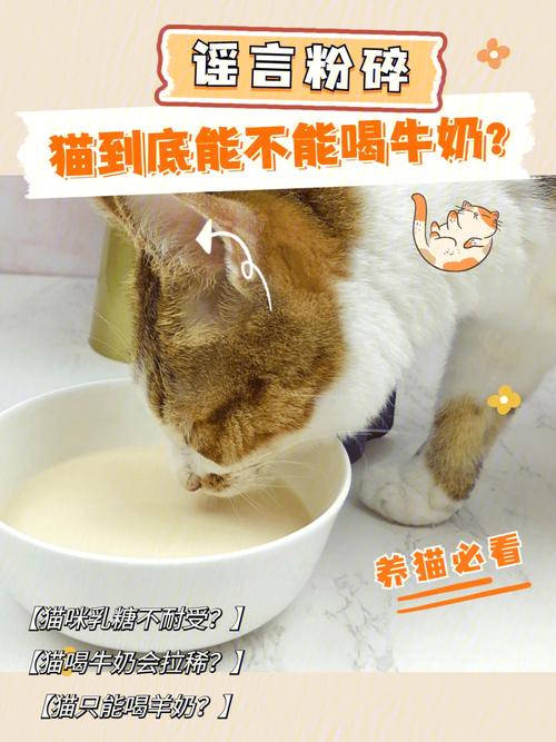 怀孕猫能喝牛奶吗？（养猫喂牛奶）