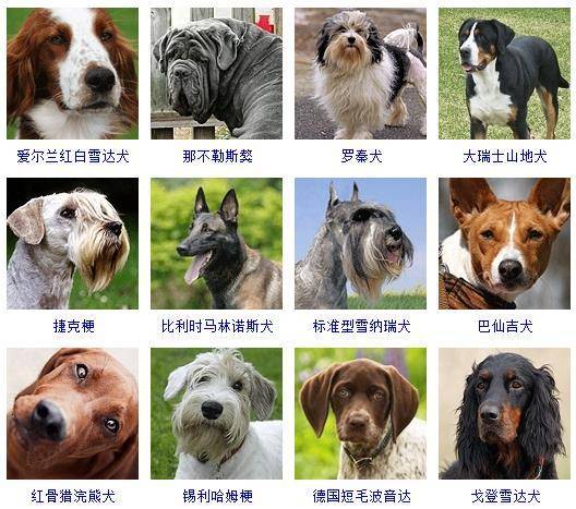 犬有几类？（能养狗种类）