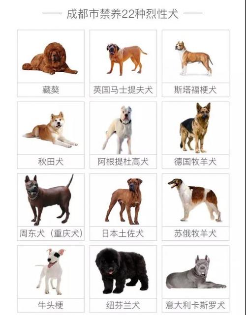 天津养犬规定品种？（德国养狗品种）