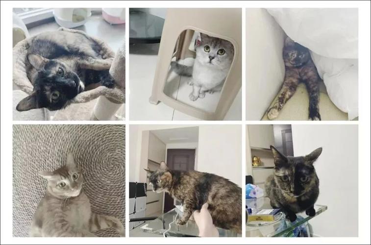 长期养猫的人，肺里真的会有很多猫毛吗？（养猫肺不好）