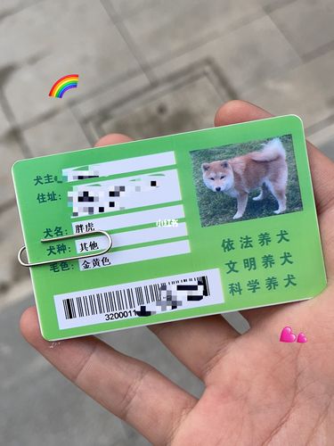 长春市柴犬能否办犬证？（长春送养狗）