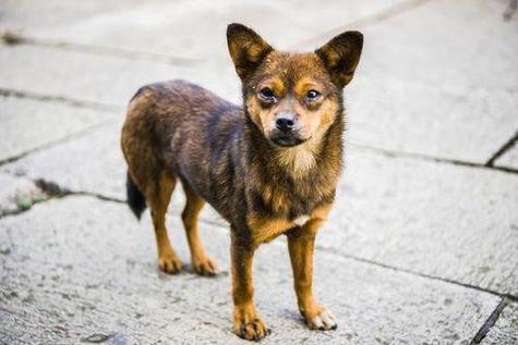 中华田园犬一个月的开销？（养狗每日花费）