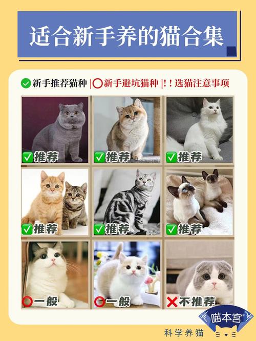 有没有什么养猫之类的app求推荐？（养猫成趣）