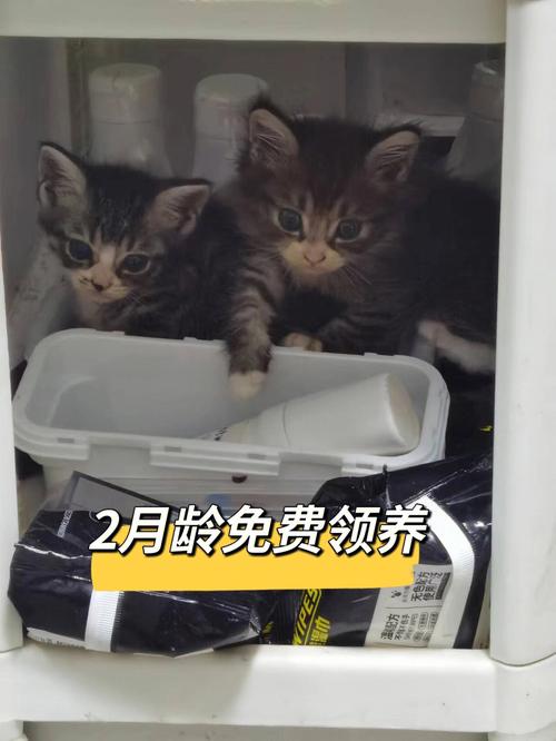 武汉市江夏区有独生子女补贴吗？（江夏领养猫）