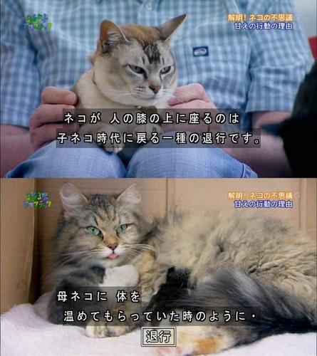 猫用日文应该怎么写？可爱的猫(用日文)呢？（养猫的日文）