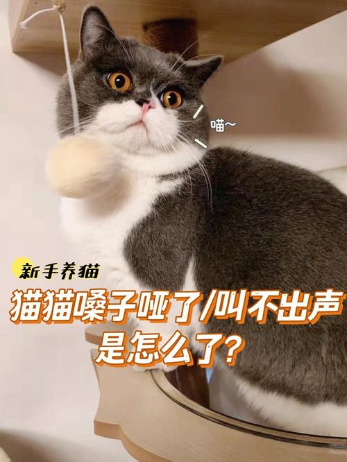 猫为什么总是发出呼呼的声音？（养猫割声带）