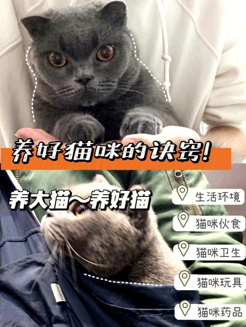 怎么养好猫新手入门？（如果养猫咪）