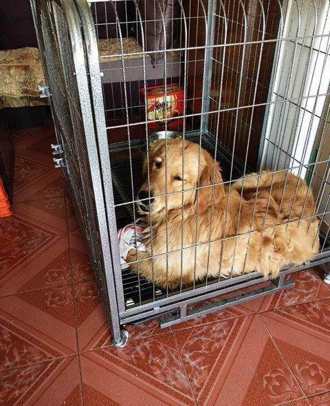 金毛犬关在狗笼里养好吗？（宠养的狗）