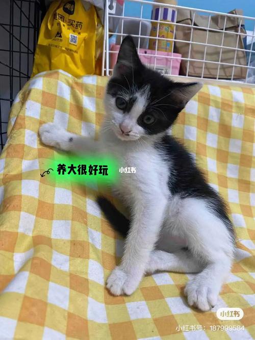 领养猫要包红包吗？（主人收养猫）