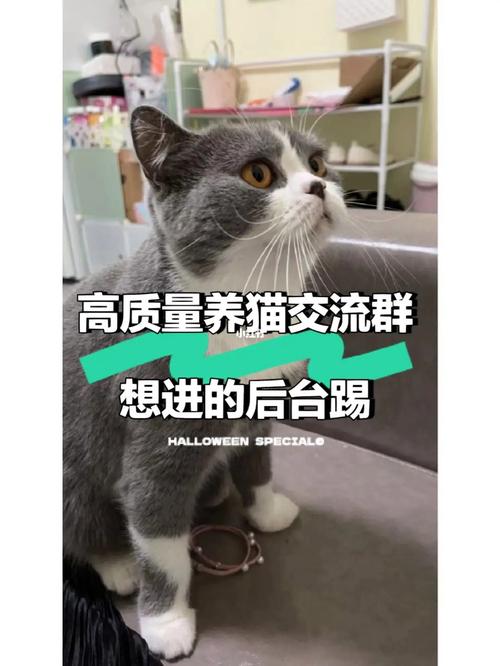 怎么加本地猫群？（南方养猫群）