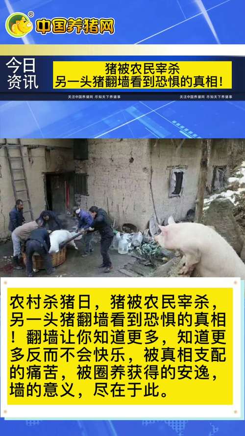 农民自己养的猪怎么合法屠宰？（生猪宰杀流程）