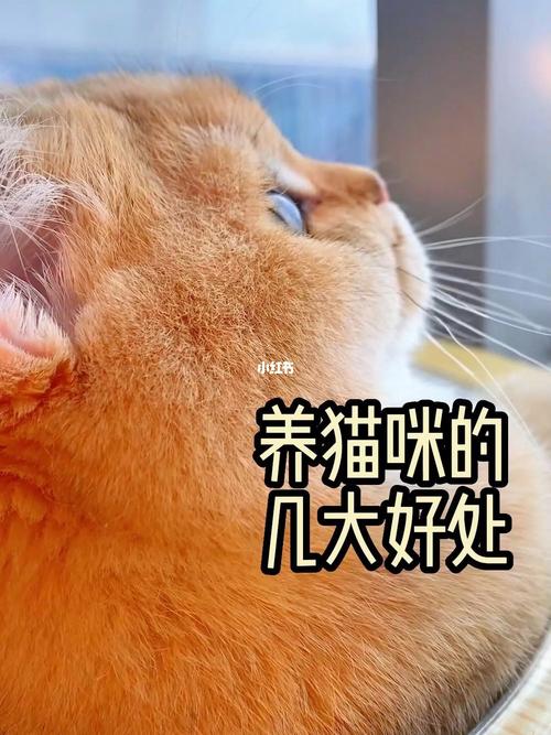 养猫上班时间长了怎么办？（余总养猫记）