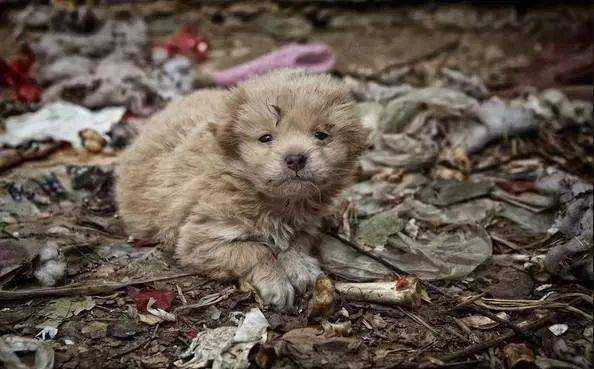 为什么流浪狗和农村的狗更容易有狂犬病？（瘟疫不让养狗）