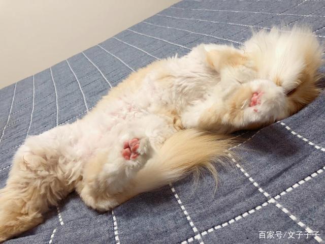 养猫需要除螨吗？（户尘螨养猫）