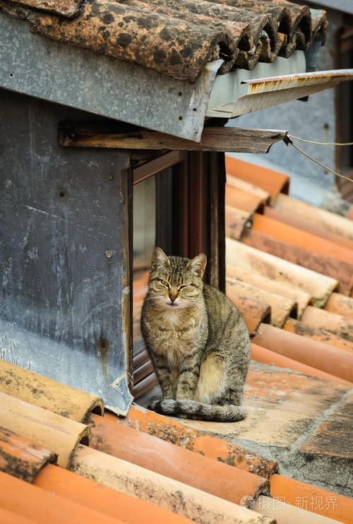 屋顶驱赶猫最有效的方法？（露台上养猫咪）