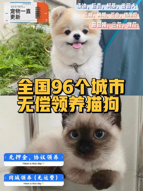 北京有没有可以领养宠物狗的地方？（领养猫太苛刻）