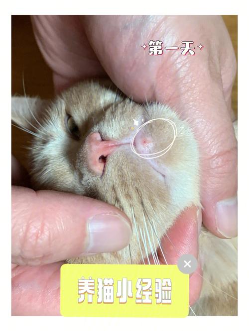 青年时的愿望？（长痘和养猫）