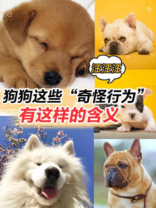 日语里汉字犬和狗、猪和豚在意思上的区别？（日文姓狗养）