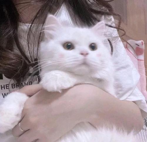 用猫做做头像的女生是什么性格？（大四想养猫）