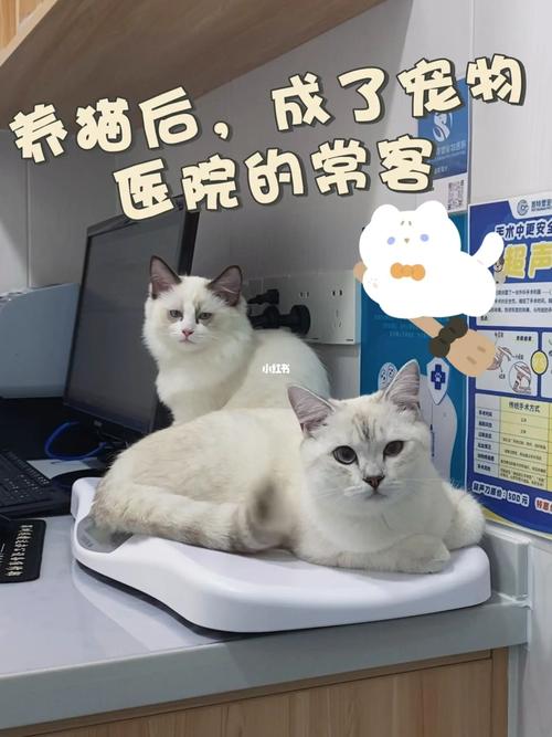 辽宁省哪个城市养猫的养殖户最多？（养猫宠物医院）