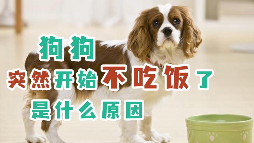 狗狗不吃饭怎么办？（养狗不吃饭）