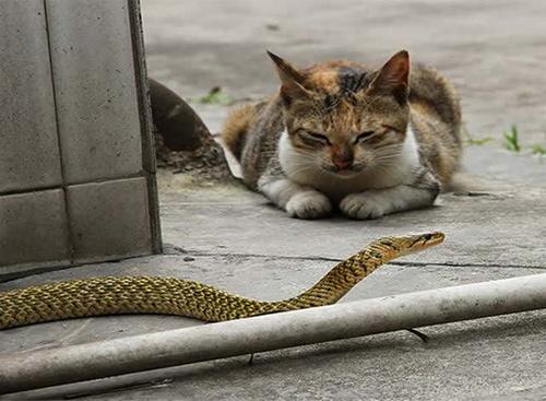 到底是猫怕蛇还是蛇怕猫？（梦到养猫和蛇）