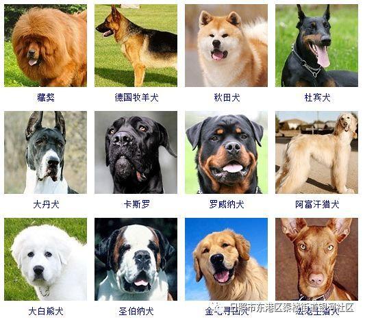 上海市区能不能养大型犬？（上海如何养狗）