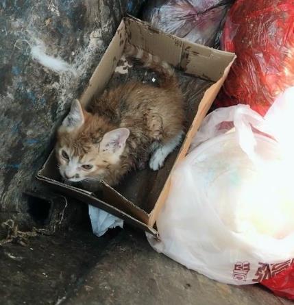 为什么有人说捡猫回家不好？（养猫后恨猫）