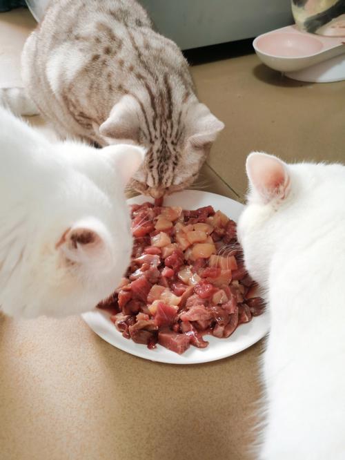 小猫可以吃生肉吗？（用肉喂养猫）