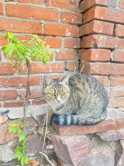 散养小猫在家能跑到哪里去？（领居散养猫）